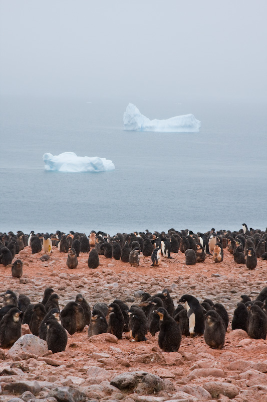 Adélie Penguin Colony